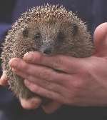 Hedgehogs are among the country's most adorable creatures. Picture: KATHARYN BOUDET