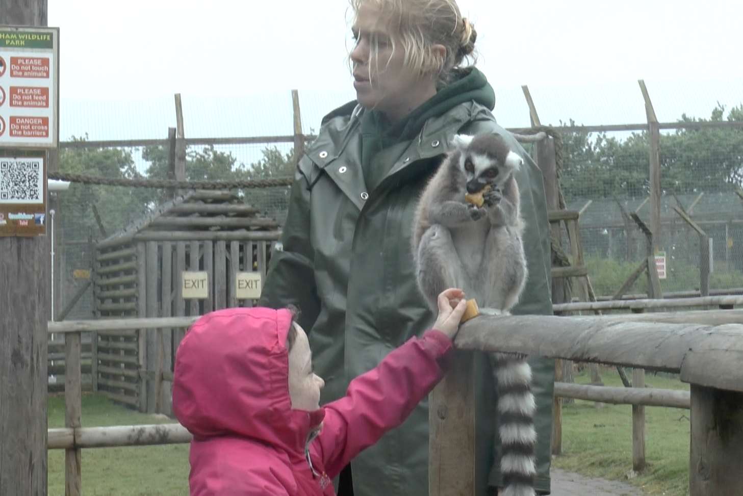 Ffion enjoyed her lemur experience at Wingham Wildlife Park