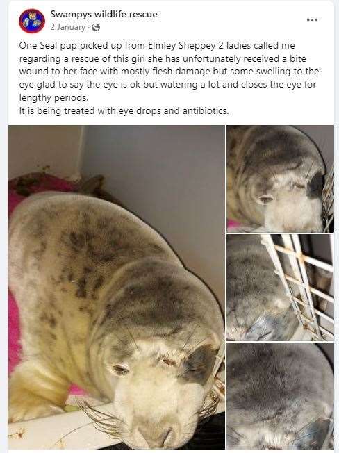 Swampy Wildlife Rescue Facebook post of rescued seal in Sheerness (55074429)