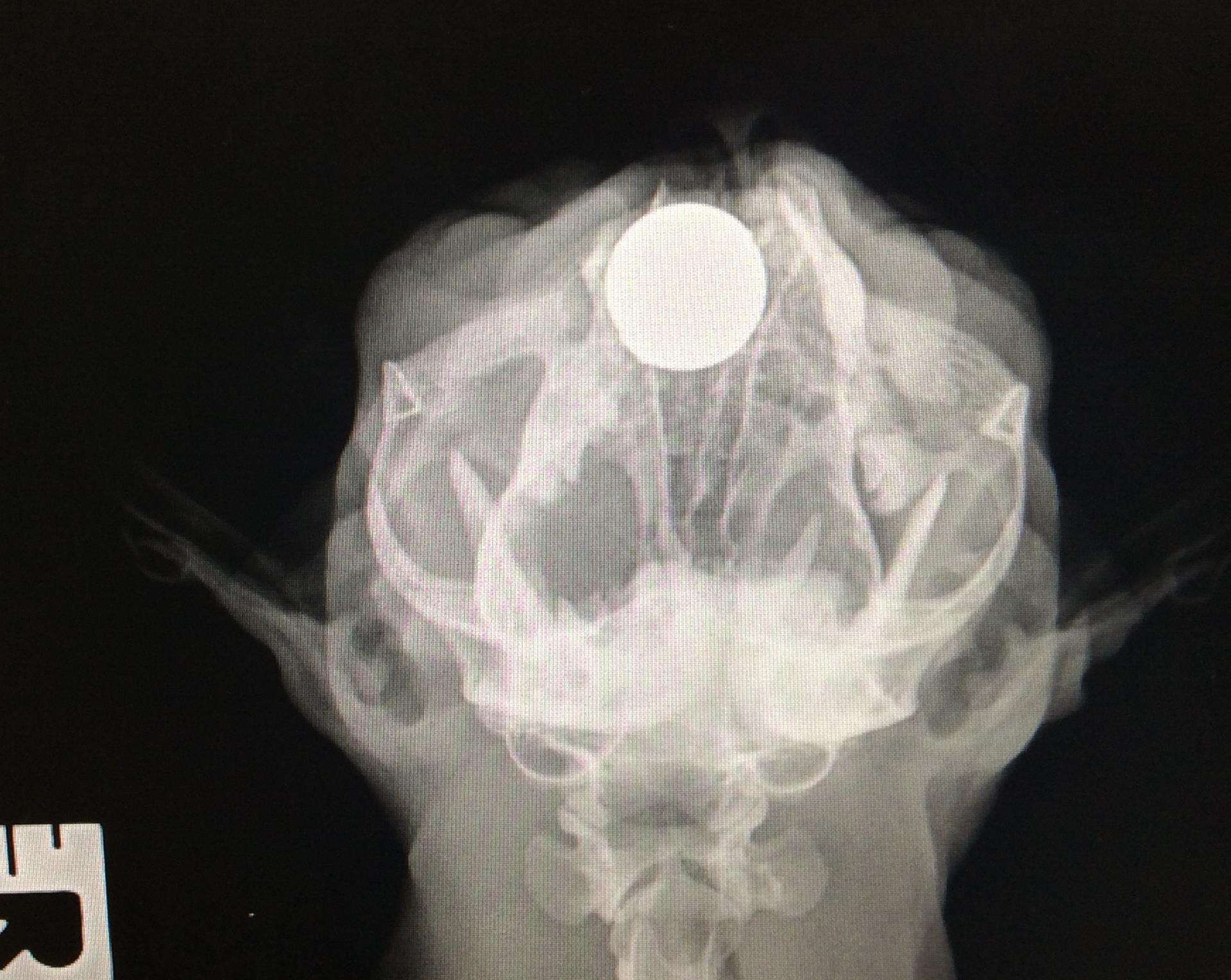 The attack left her with bone fragments inside her skull. Picture: RSPCA (7463955)