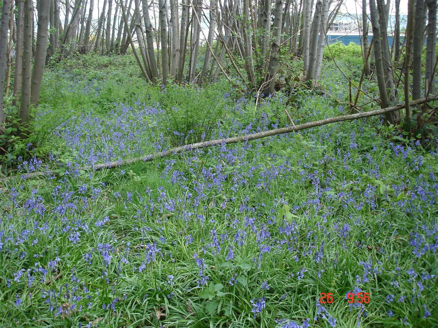 A new road will run through Bluebell Wood