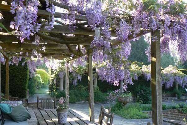 Wisteria will be adorning Marle Place in the coming months