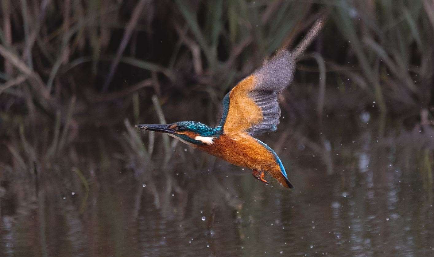 Kingfishers are a vulnerable species due to their low breeding number and habitat loss. Picture: Jenny-Louise Read