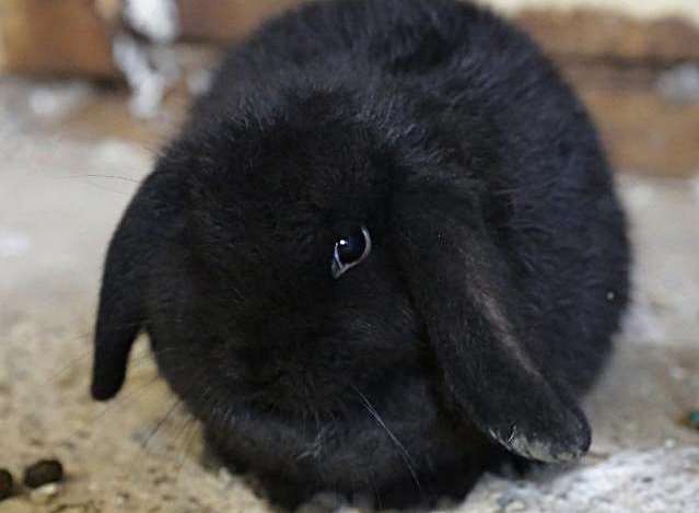 Rabbits won't be sold at Pets at Home over Easter