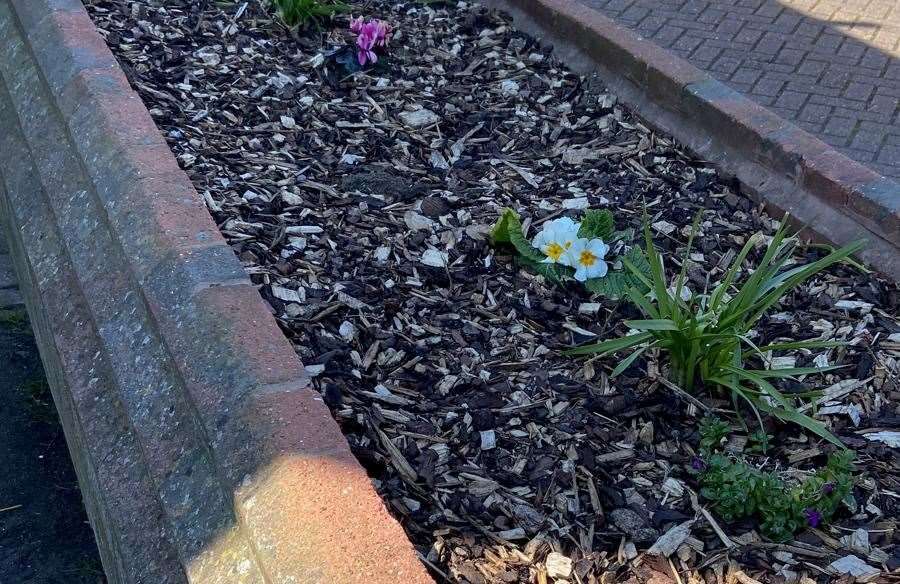 The town council shared photos of the flower beds