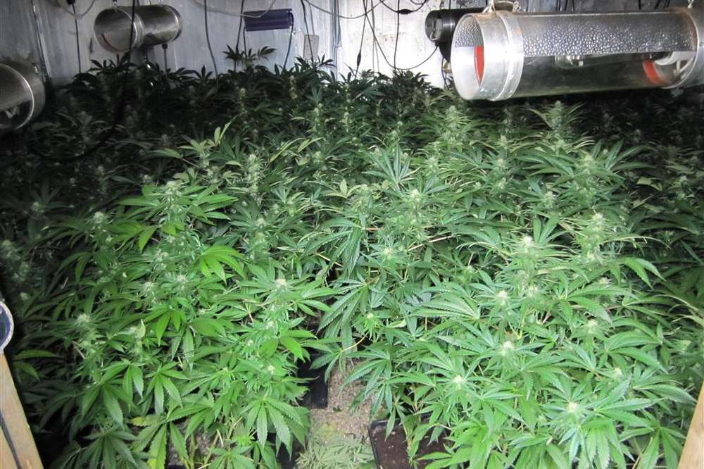 DRUG DEN: Cannabis was discovered during a police search for stolen goods