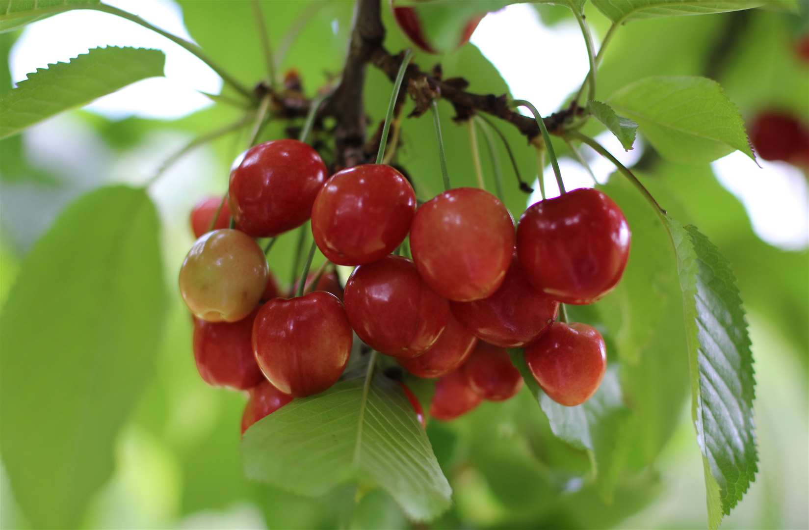Brogdale Cherry Fair will feature some 300 varieties