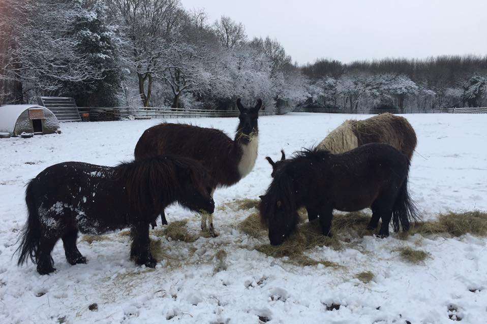 The llamas and horses on Blue Bell Hill enjoying a bit of extra hay. Picture, Richard Rodgers.