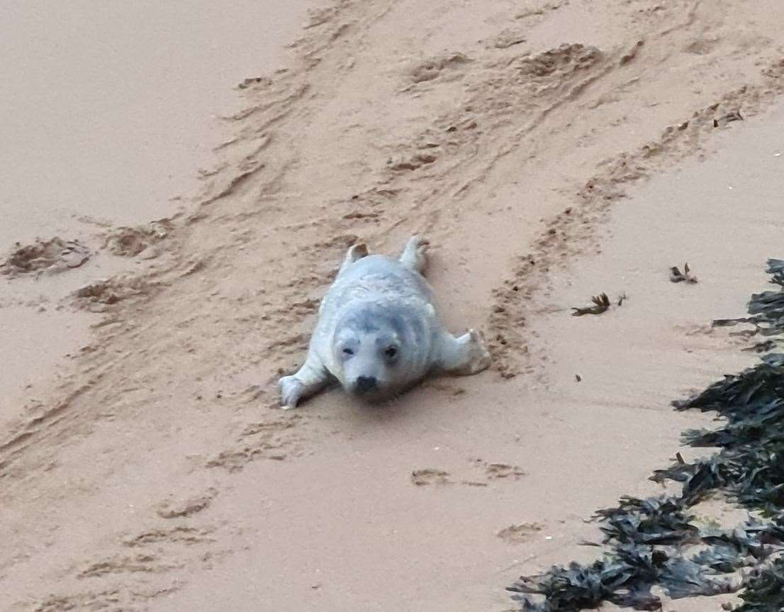 The stranded seal pup in Dumpton Gap, near Broadstairs Picture: Dan Evans
