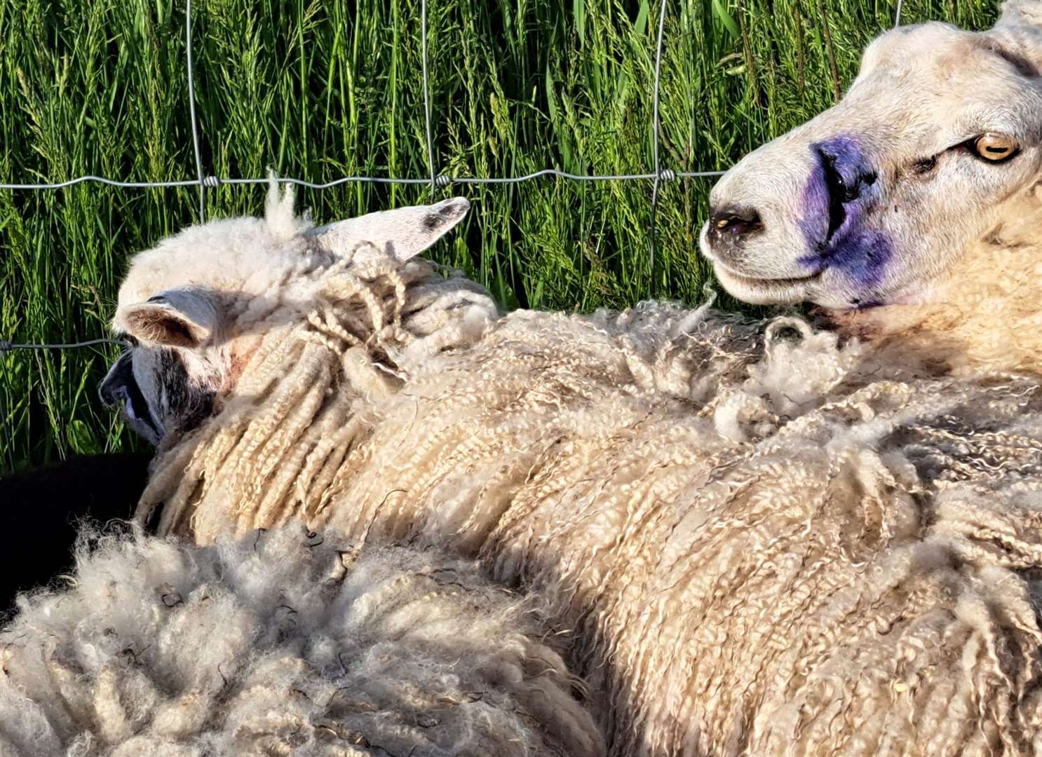 The sheep suffered facial injuries in the suspected dog attack. Picture: Donna Walker-Hudson