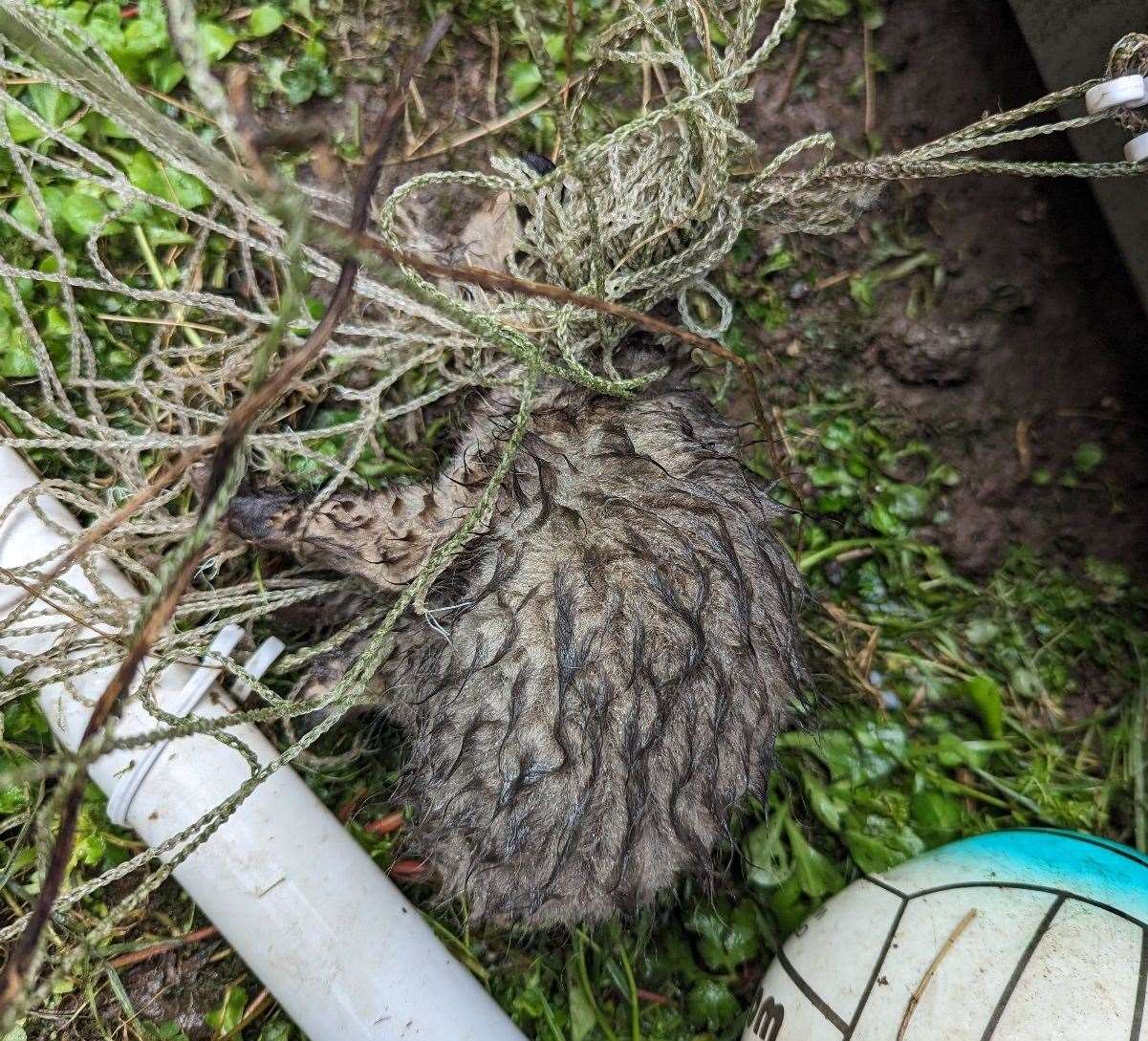 It was found trapped in a football net in Kemsley. Picture: RSPCA