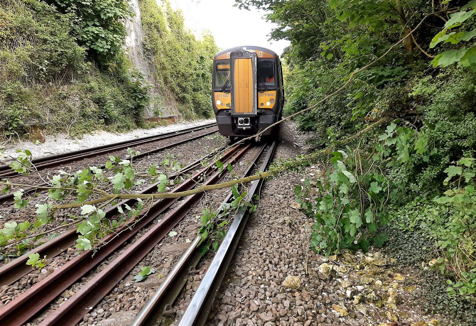 A small part of a tree on the track halted trains running between Dover Priory and Shepherd Well this evening. Picture: Southeastern on Twitter