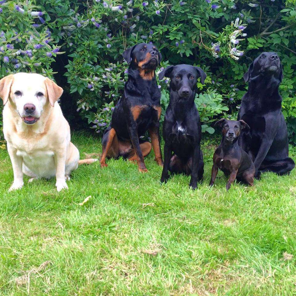 Left; Sasha, Bruce, Bella, Meg and Ozzie - all of which have been rescued from this country.