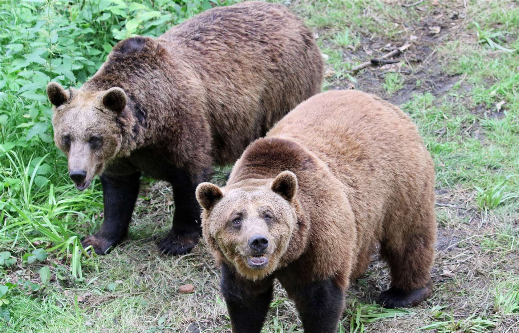 Bears at Wildwood