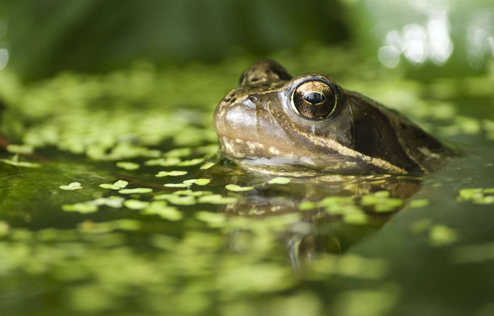 The welfare of animals, such as those in ponds, is protected under the rules. Image: iStock.
