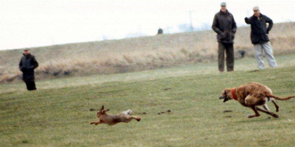 The task force will deal with wildlife crimes such as hare coursing. Picture: League Against Cruel Sports.