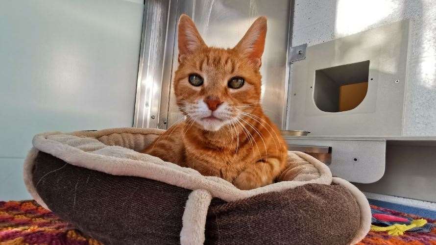 Butternut, a 16-year-old domestic short-hair at Battersea Brands Hatch