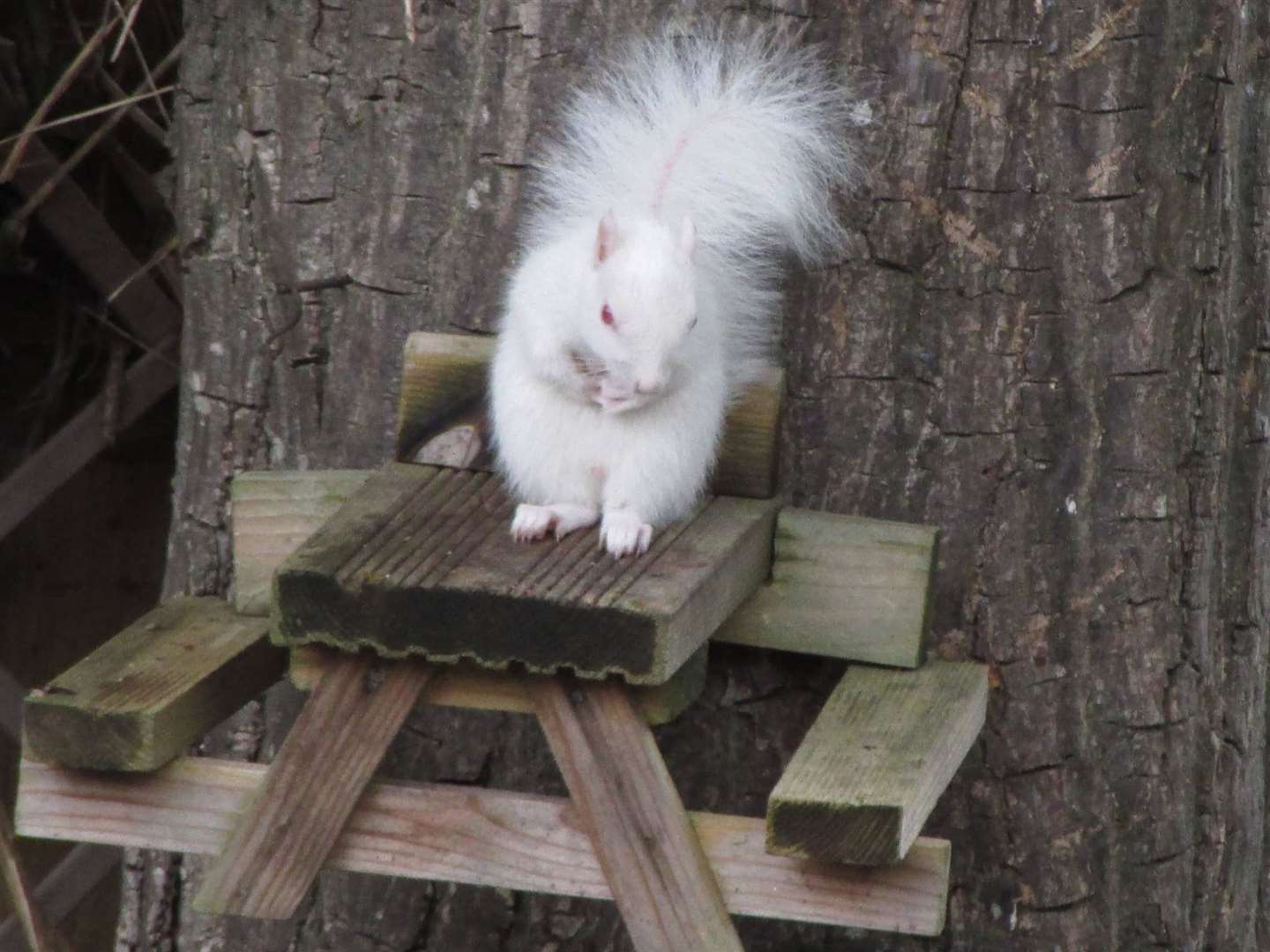 The white furred rodent was captured on camera on a feeding table