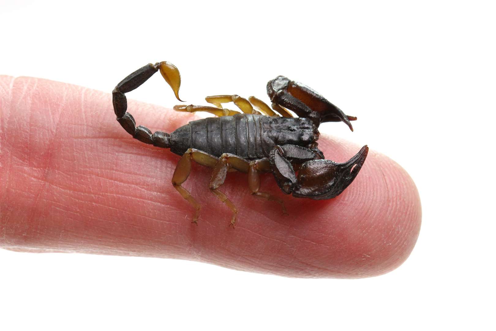 Tiny Yellow Tailed Scorpion from Blue Town, Sheerness, on a fingertip. Picture: Jason Steel www.jason-steel.co.uk
