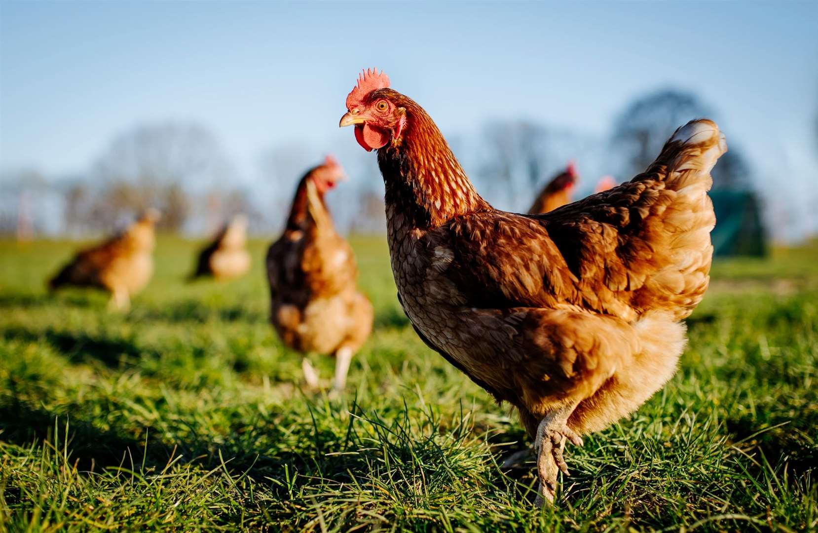 A flock of birds were culled after bid flu was found in commercial poultry. Picture: iStock