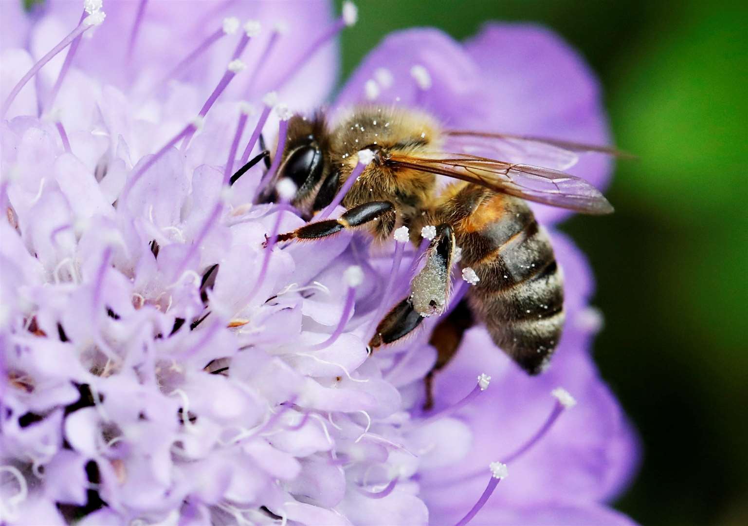 Bees are in serious decline worldwide because of climate change, habitat loss and disease. Picture: RSPCA/PA