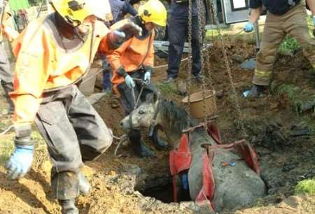 Baloo is lifted out of the deep cesspit by firefighters
