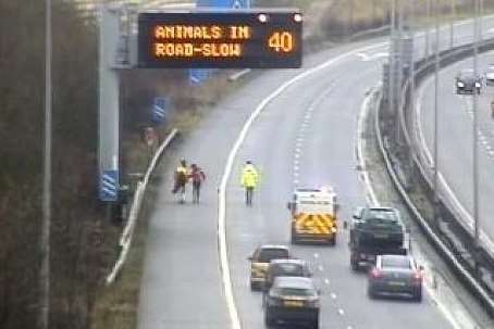 Delays on M20 as horse is found wandering down the hard shoulder. Picture: Kent 999s