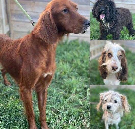 Swale Council is searching for information on four neglected dogs found in Iwade