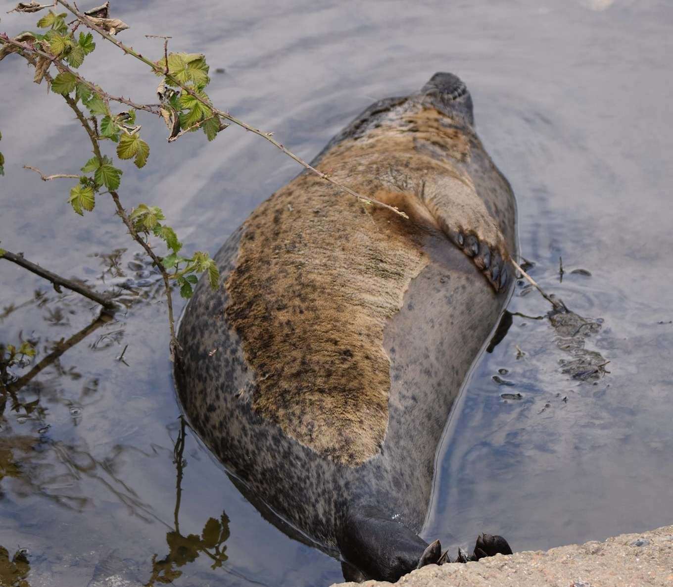 The seal was first spotted in the River Medway a fortnight ago. Picture: Robert Greenham
