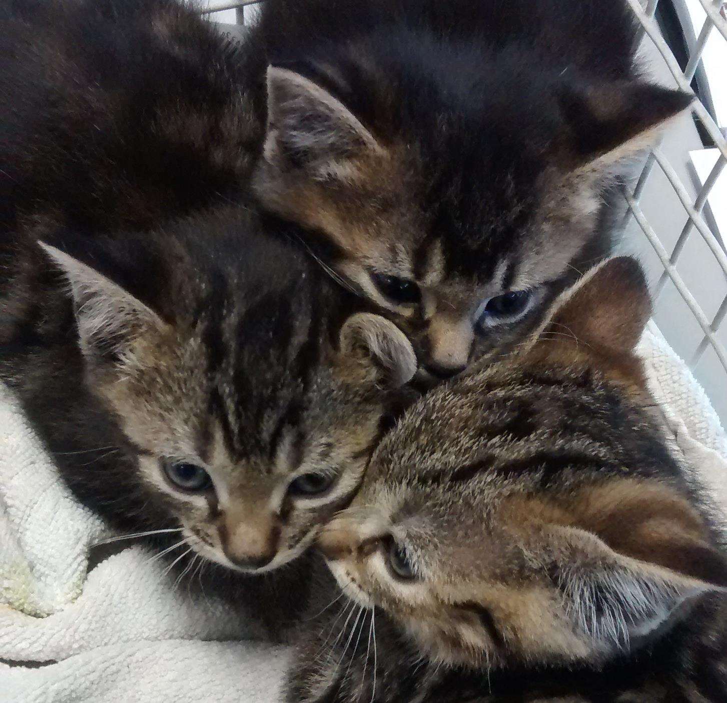 Six kittens were found in a cardboard box in Rochester (1649715)