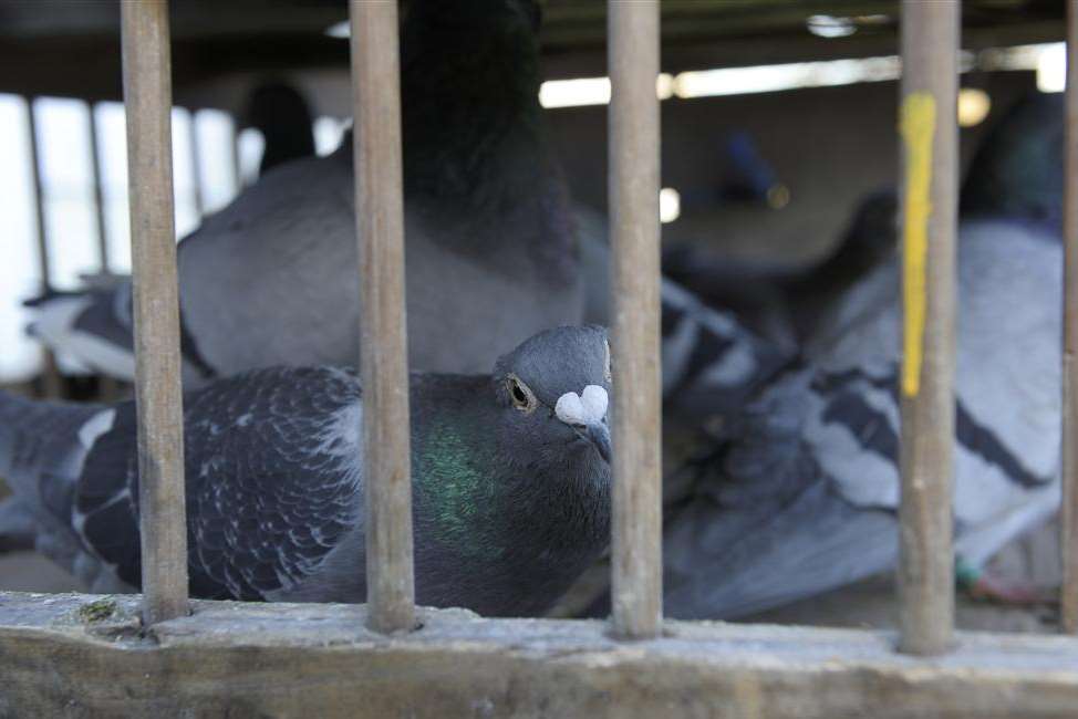 Some of Reece's racing pigeons at home in Gravesend