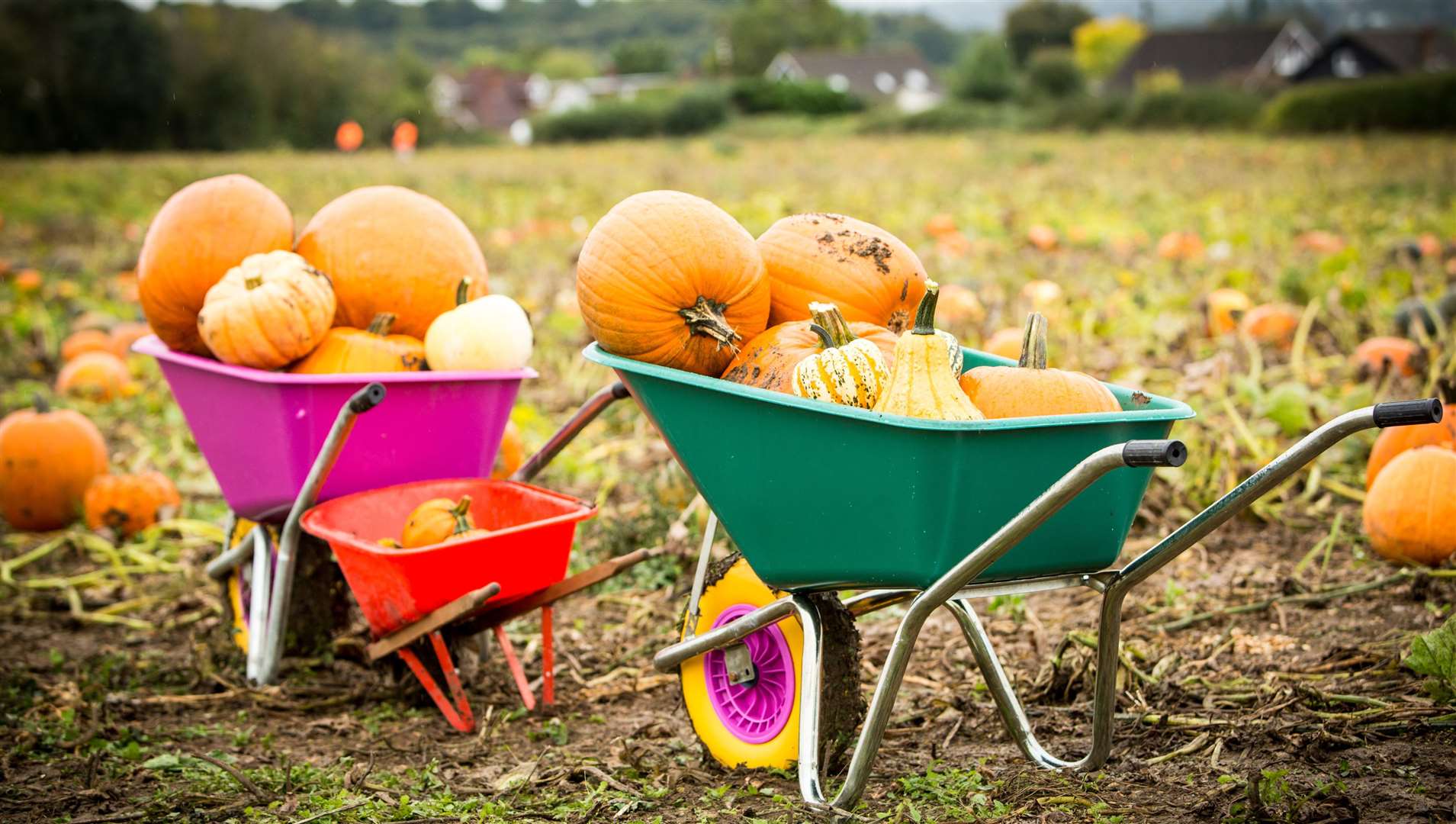 Make sure you take wellies for your pumpkin hunting