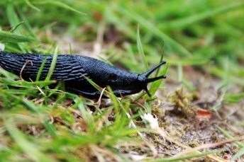 Slug pellets containing metaldehyde cannot be used anymore. Image: Stock photo