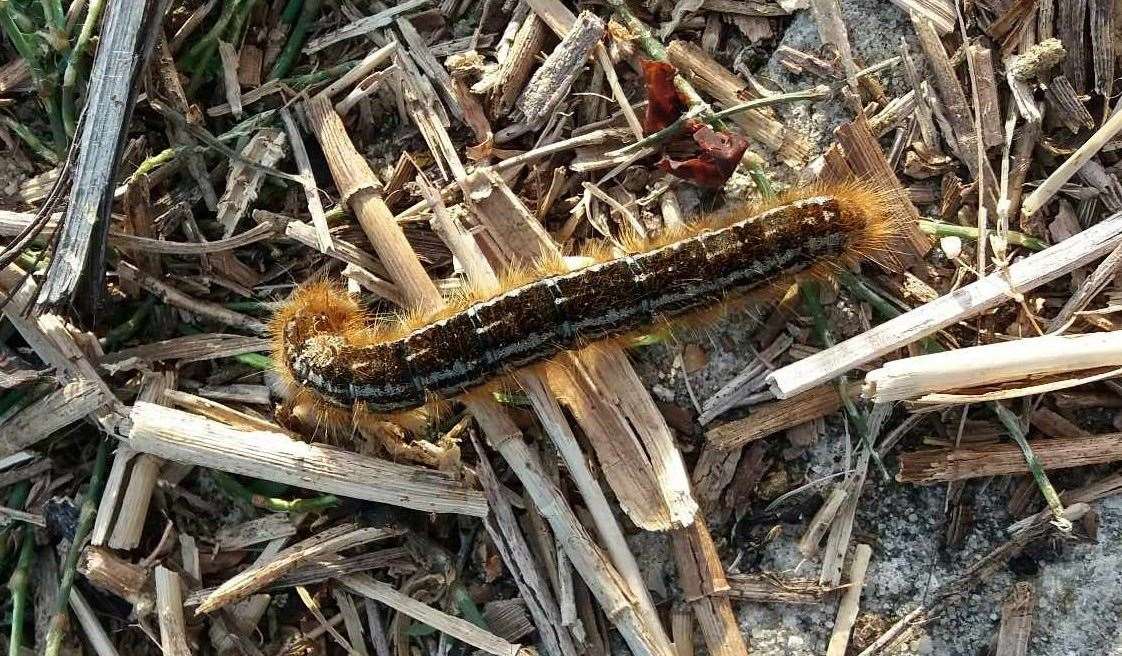 A caterpillar along the sea wall in Queenborough. Picture: Aaron King
