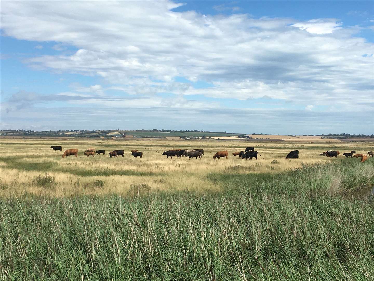 Elmley Nature Reserve is the perfect place to spot local wildlife after lunch