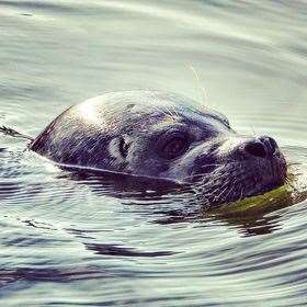 A harbour seal caught on camera in the River Medway near the Malta Inn earlier today Picture: Sarah Brickwood