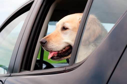 Owners are being warned not to leave their dogs in cars. Library image