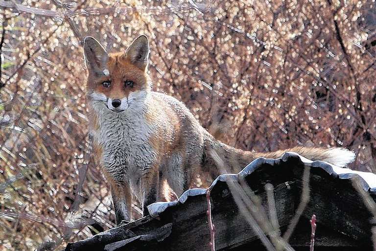 Library picture: Fox