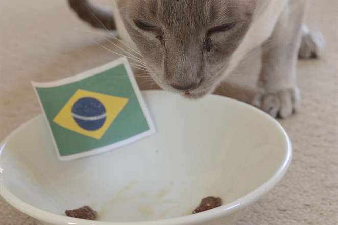Sports predicting cat Leon thinks Brazil will beat Croatia