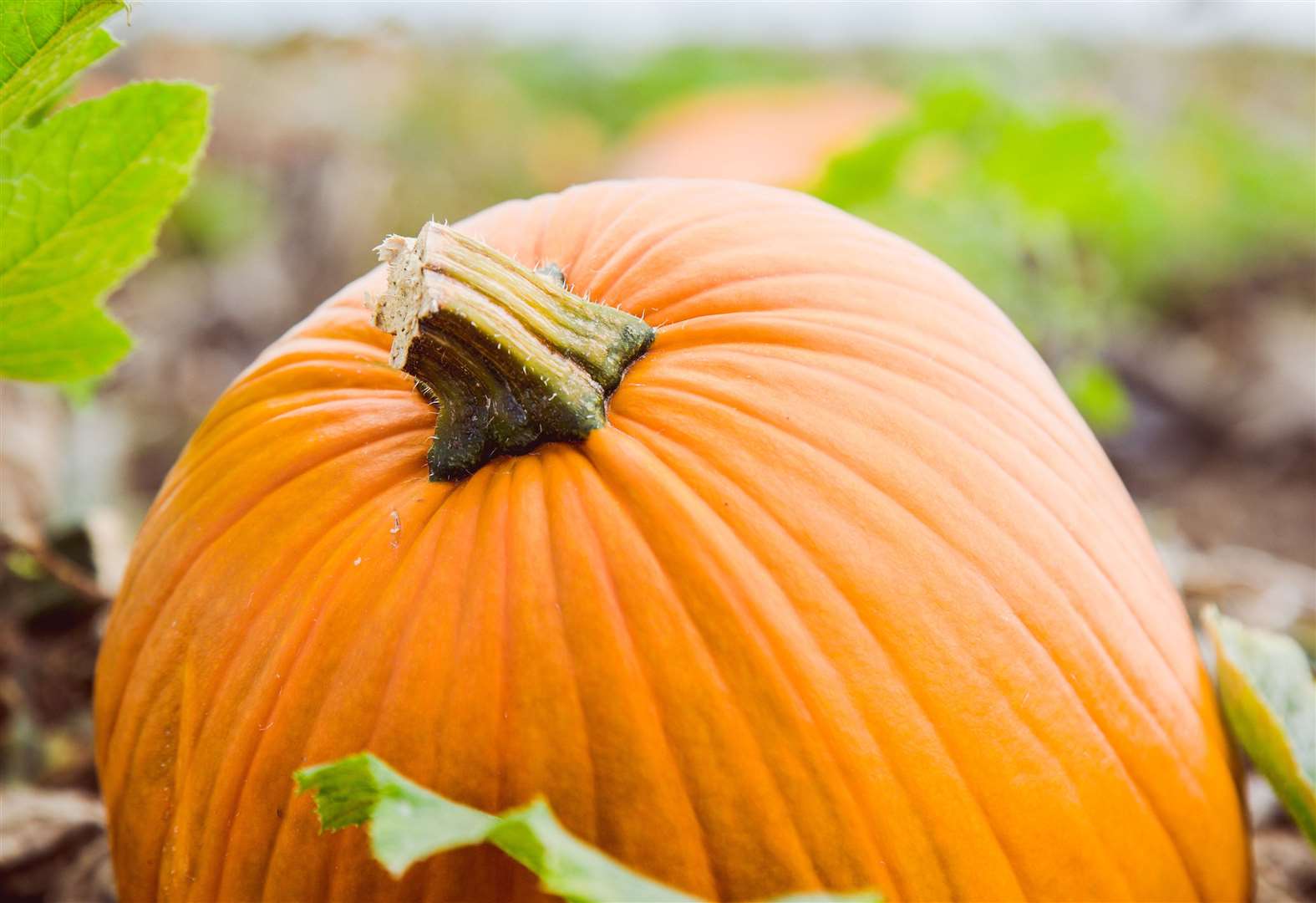 Pick your own pumpkins to take home this Halloween