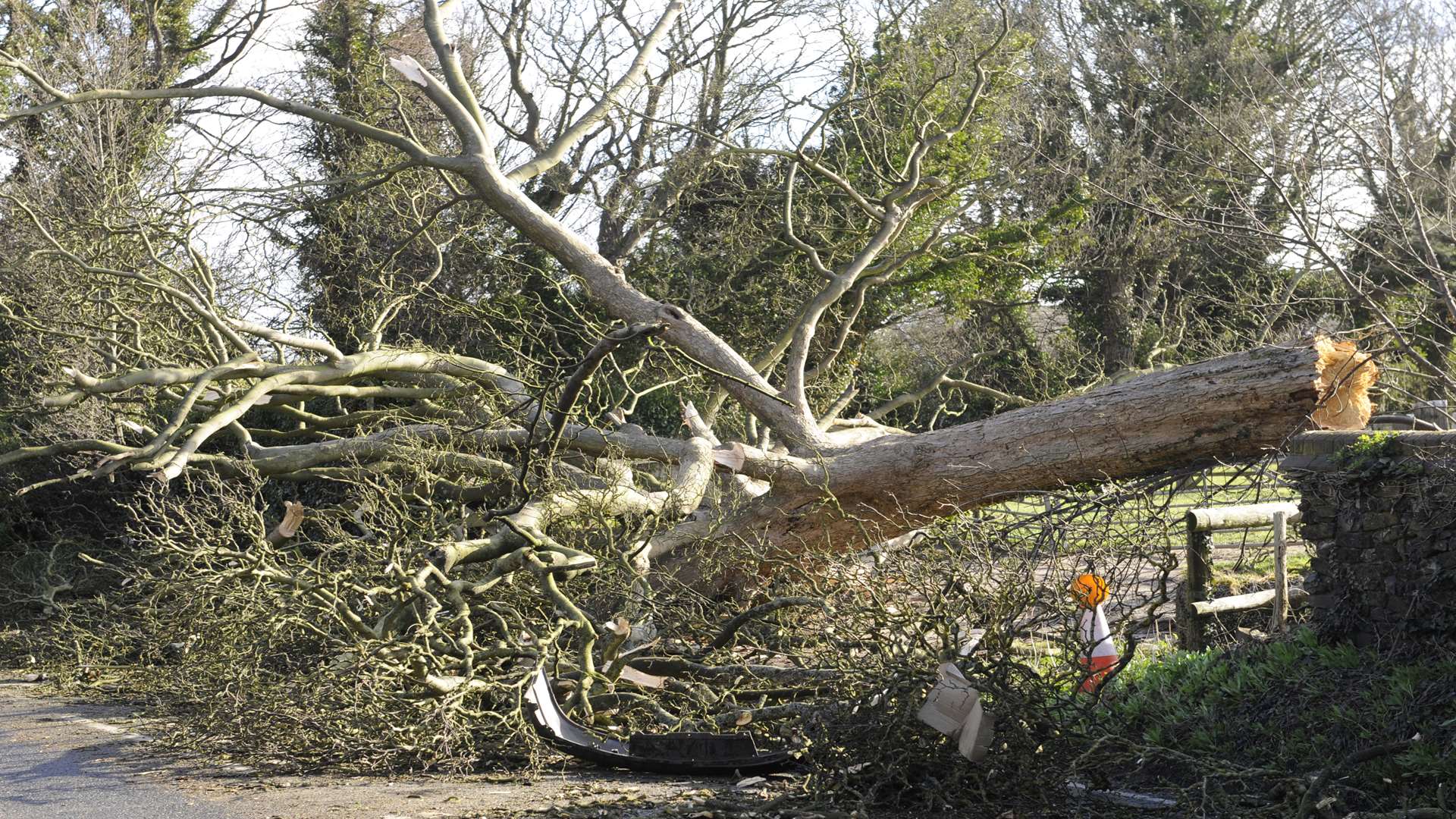 A fallen tree in Dover Road, Walmer.