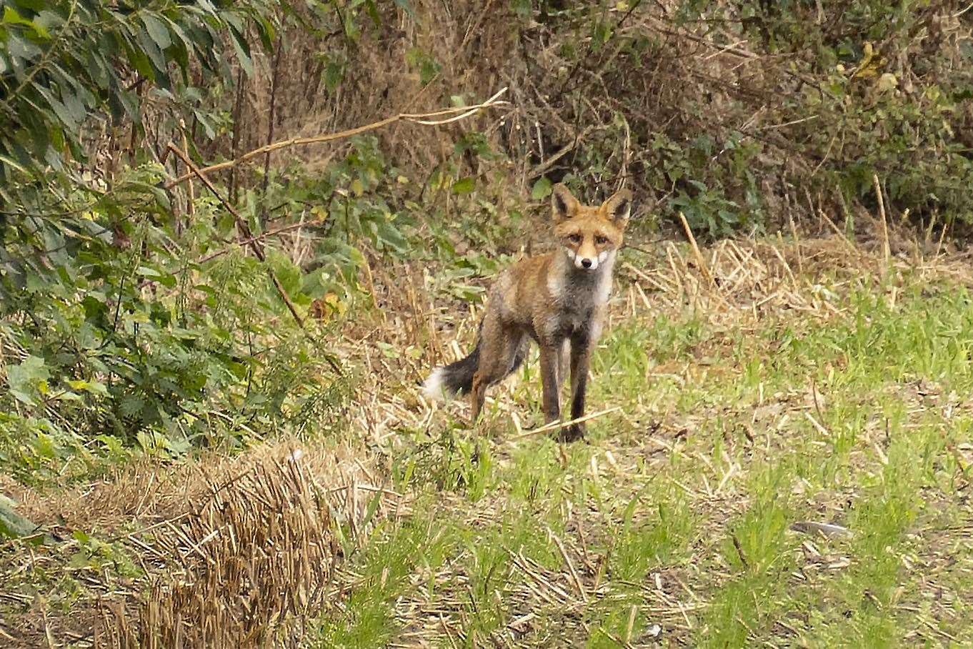 Four foxes were found dead. Stock image