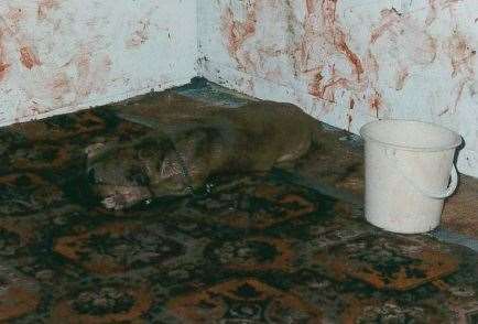 There have been 32 incidents of illegal dog fighting discovered in the county over the past five years. Picture: RSPCA
