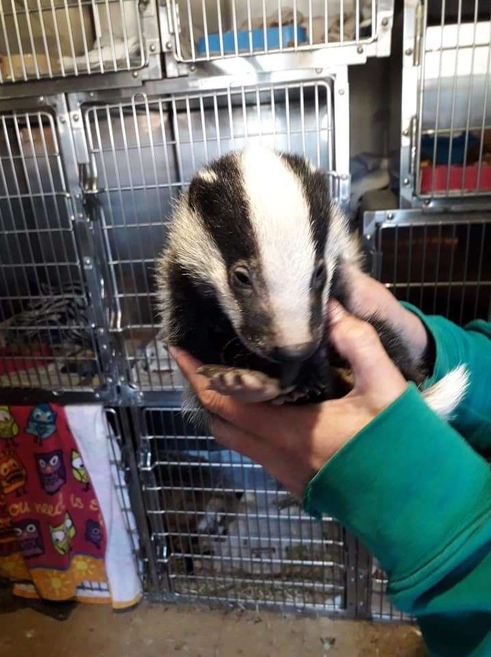 Nice to meet you: Bernard the baby badger