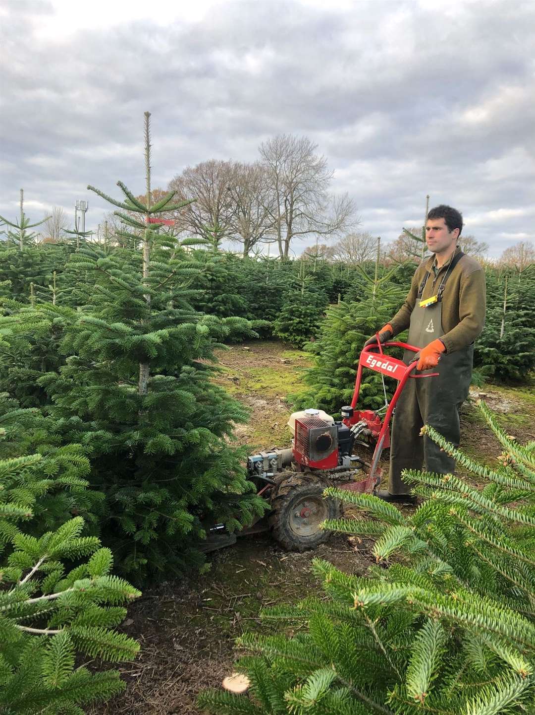 The Christmas tree harvest has started at Hole Park - a tree being cut with a tree shear, like a hydraulic secateur