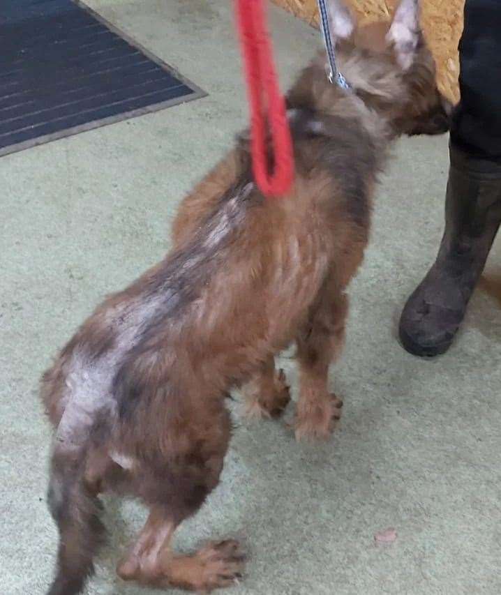 The German Shepherd was extremely malnourished. Picture: Swale Borough Council Stray Dog Service