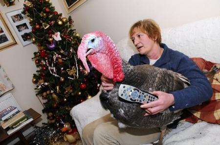 Jean Morrison and her pet turkey, Annabelle, who watches Eatenders and Coronation street. Chartham