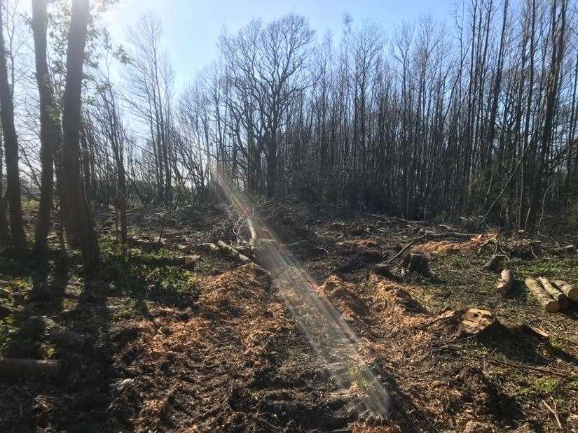 Tree felling at the Detling woods was initially reported to police in March