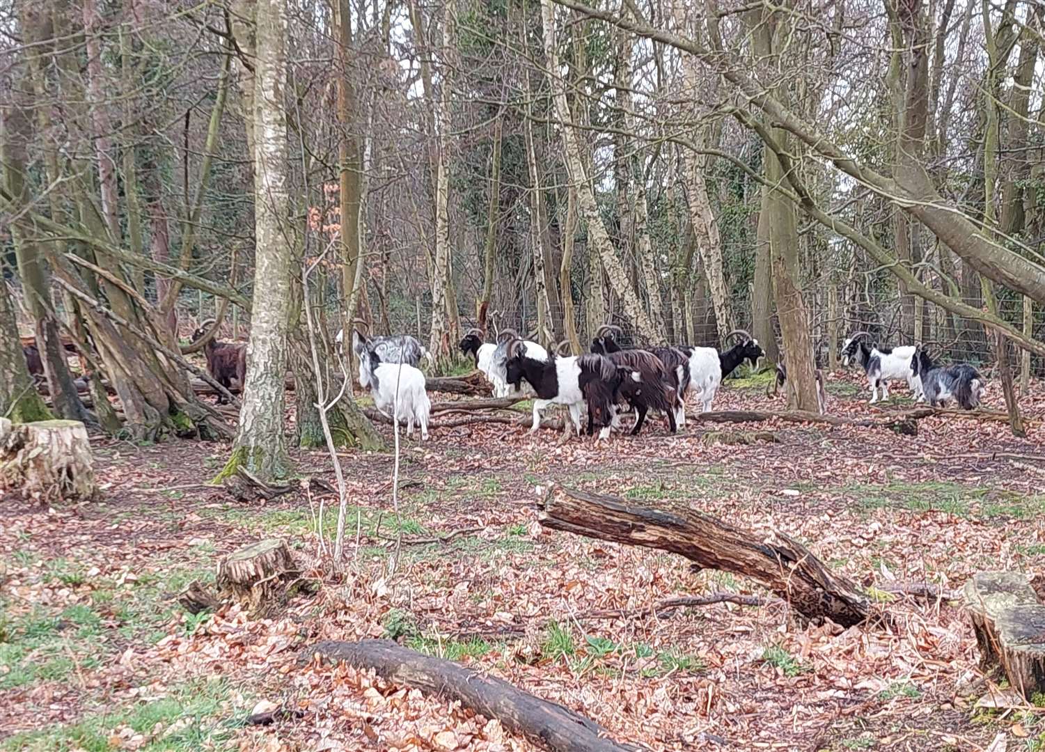 The goats grazing in Bigbury Wood at Chartham