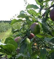 Apples at Brogdale Farm in Faversham.